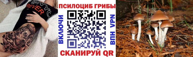 Купить  Волгореченск  Галлюциногенные грибы Psilocybe 
